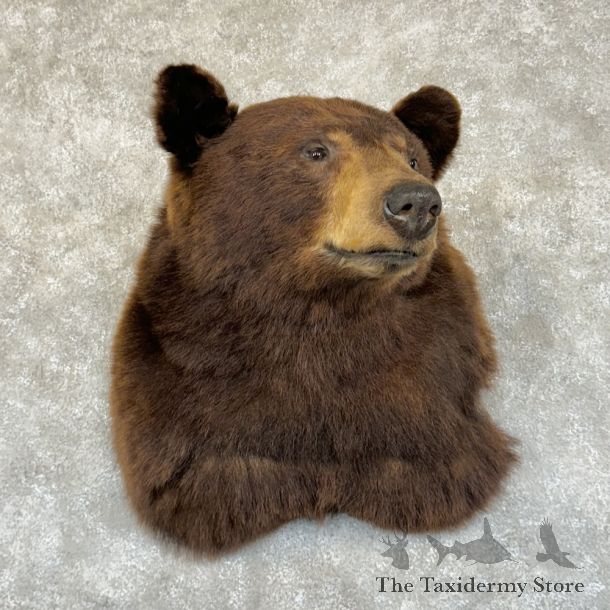 Cinnamon Phase Black Bear Shoulder Mount For Sale #28417 @ The Taxidermy Store