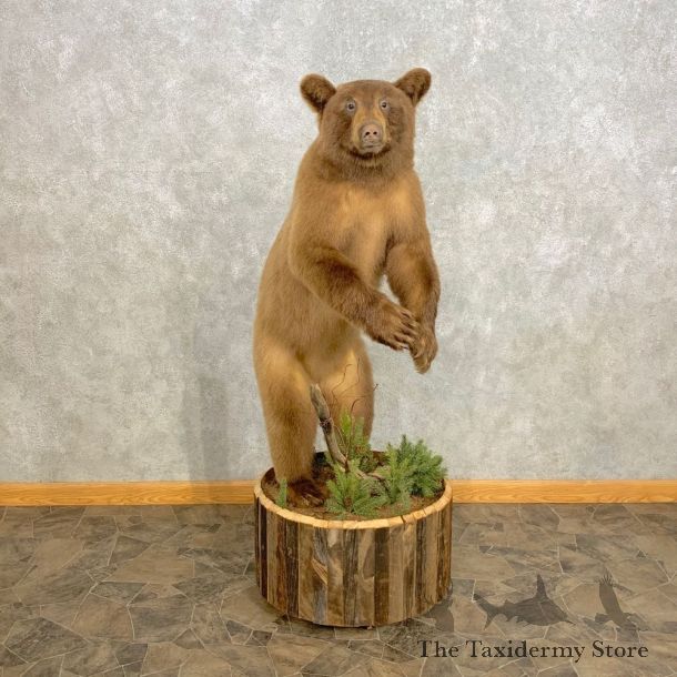 Cinnamon Phase Juvenile Black Bear Mount For Sale #23304 @ The Taxidermy Store