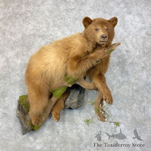 Cinnamon Phase Juvenile Black Bear Mount For Sale #23989 @ The Taxidermy Store