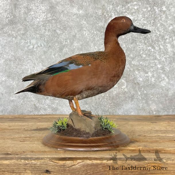 Cinnamon Teal Duck Mount For Sale #27581 @ The Taxidermy Store