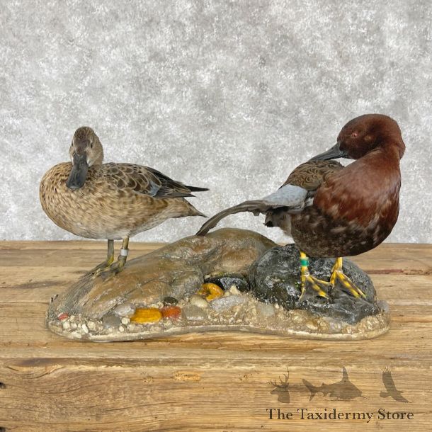 Cinnamon Teal Duck Pair Mount For Sale #28351 @ The Taxidermy Store