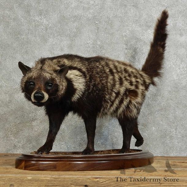African Civet Cat Mount For Sale #15970 @ The Taxidermy Store