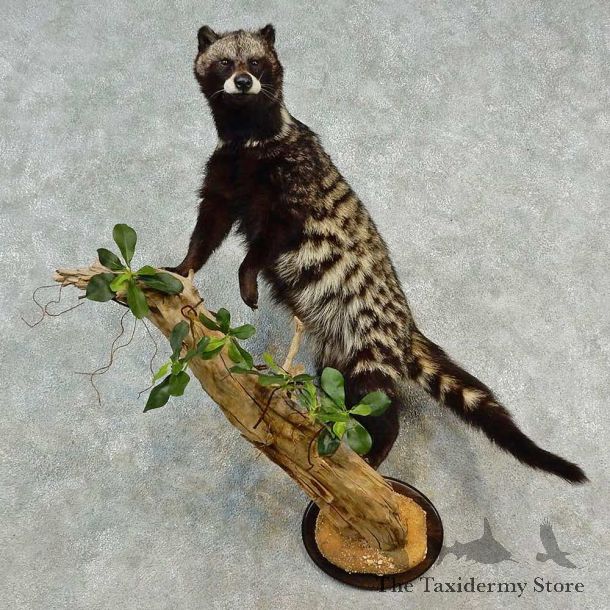 African Civet Cat Mount For Sale #16544 @ The Taxidermy Store