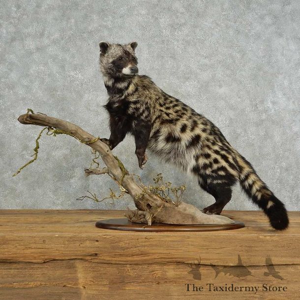 African Civet-Cat Life-Size Mount For Sale #16698 @ The Taxidermy Store