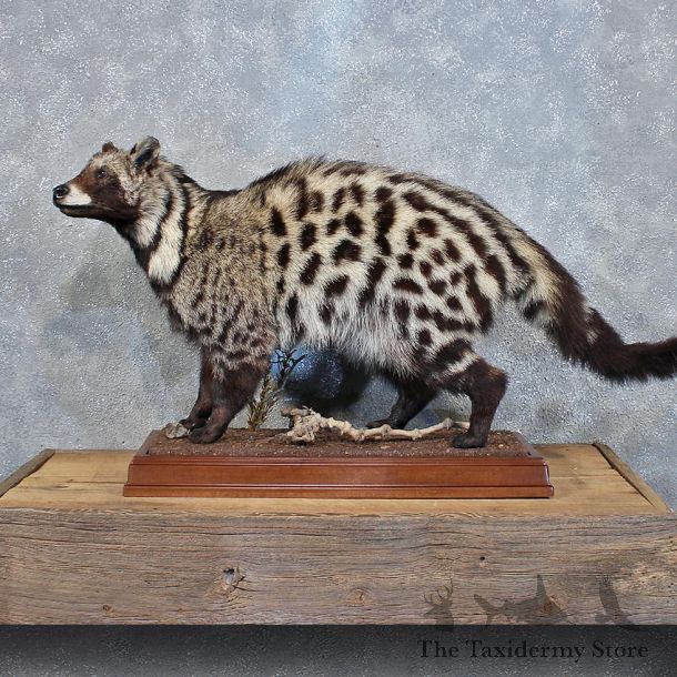 African Civet Cat Mount #12201 For Sale @ The Taxidermy Store