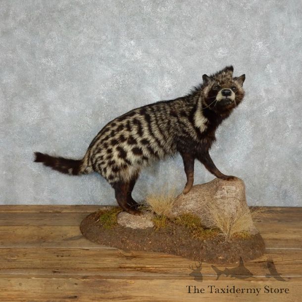 African Civet-Cat Life-Size Mount For Sale #18001 @ The Taxidermy Store