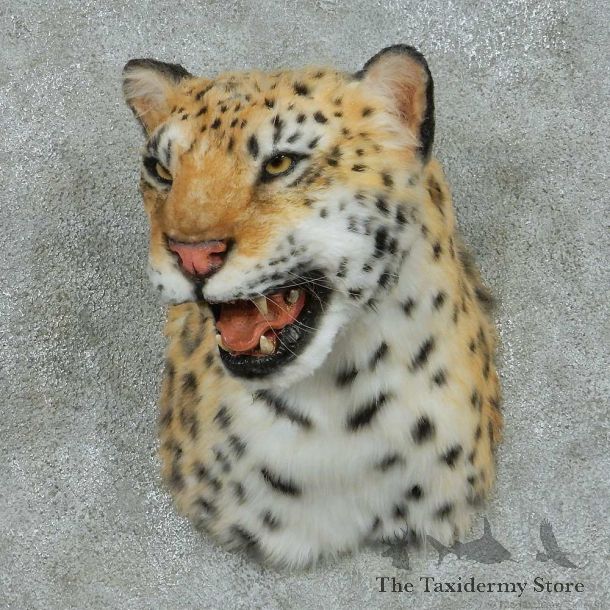 Reproduction Leopard Shoulder Mount #16419 For Sale @ The Taxidermy Store