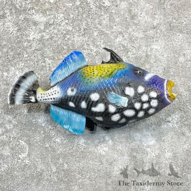 Clown Triggerfish Taxidermy Mount For Sale #27814 @ The Taxidermy Store
