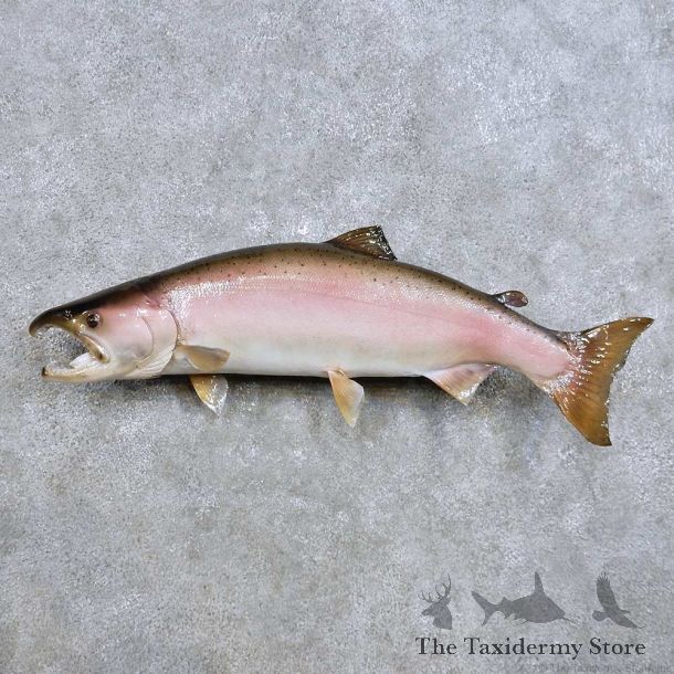 Spawning Coho Salmon Fish Mount For Sale #14455 @ The Taxidermy Store