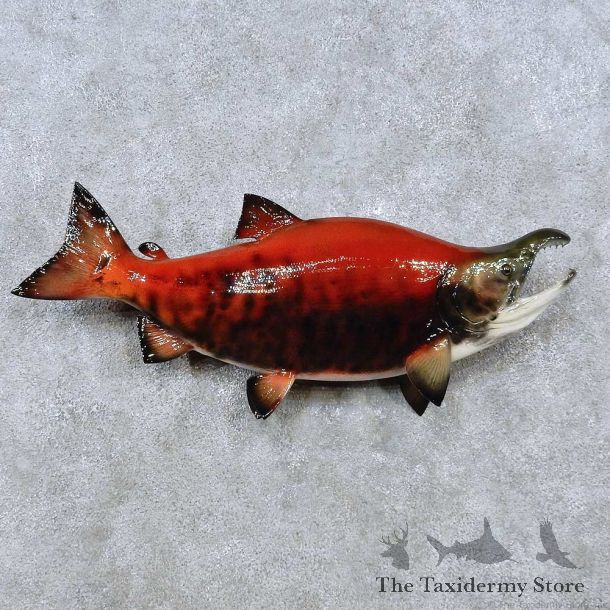 Sockeye Salmon Reproduction Fish Mount For Sale #14480 @ The Taxidermy Store