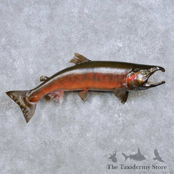 Coho Salmon Reproduction Fish Mount For Sale #14097 @ The Taxidermy Store