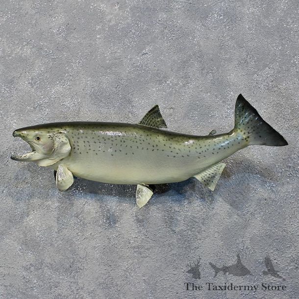 Coho Salmon Taxidermy Mount #12239 For Sale @ The Taxidermy Store