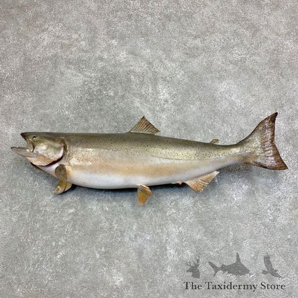 Coho Salmon Fish Mount For Sale #21946 @ The Taxidermy StoreSpawning Phase Coho Salmon Fish Mount For Sale #20575 @ The Taxidermy Store