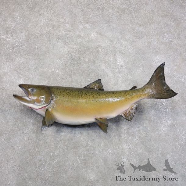 Coho Salmon Fish Mount For Sale #22288 @ The Taxidermy Store