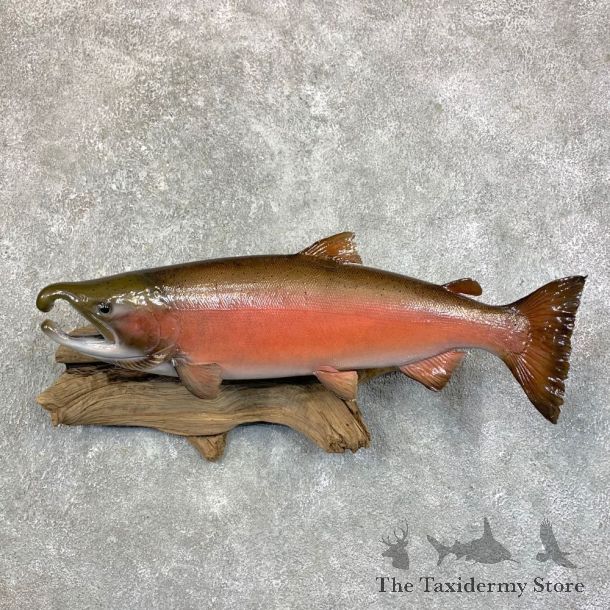 Coho Salmon Fish Mount For Sale #23564 @ The Taxidermy Store