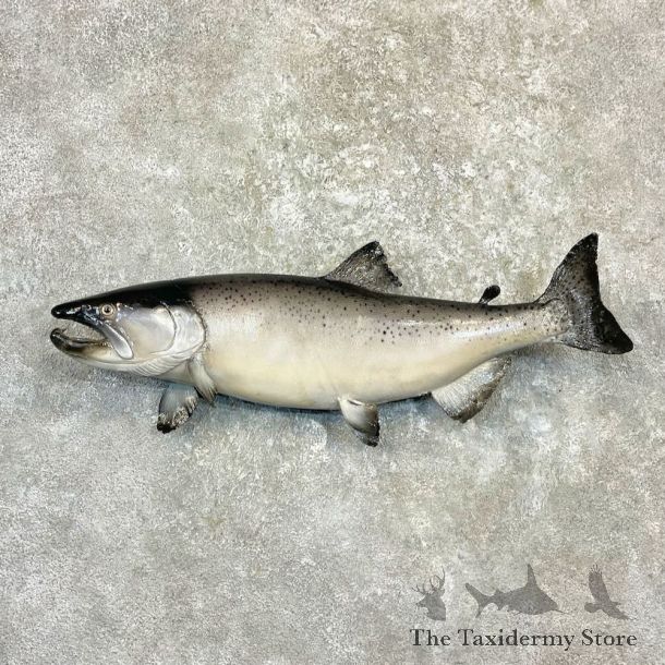 Coho Salmon Fish Mount For Sale #27235 @ The Taxidermy Store
