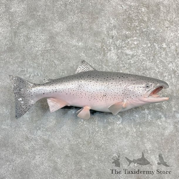Coho Salmon Fish Mount For Sale #27237 @ The Taxidermy Store