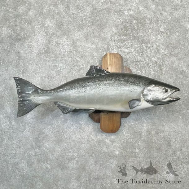 Coho Salmon Fish Mount For Sale #27260 @ The Taxidermy Store
