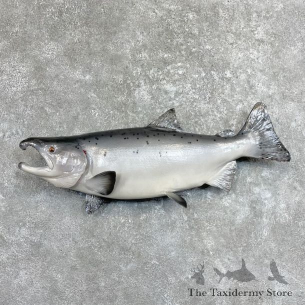 Coho Salmon Fish Mount For Sale #27517 @ The Taxidermy Store