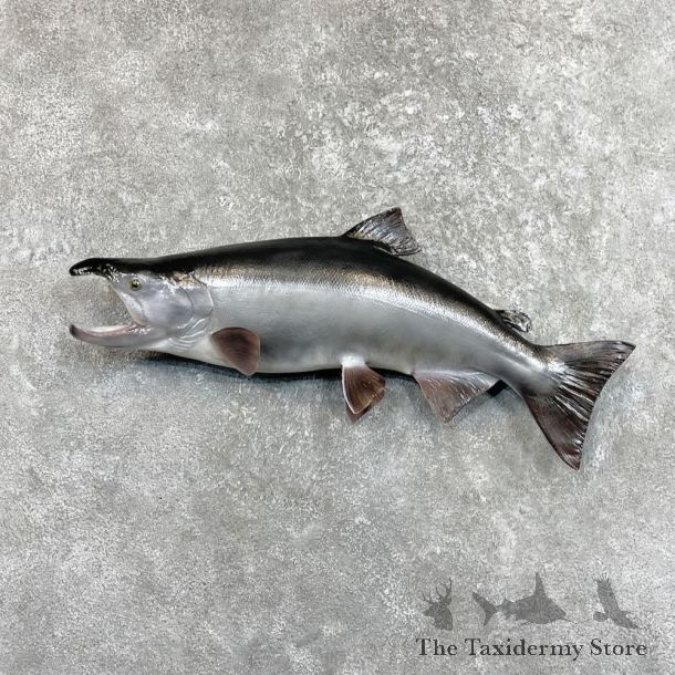 Coho Salmon Fish Mount For Sale #27522 @ The Taxidermy Store