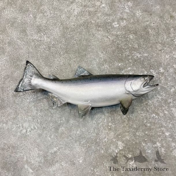 Coho Salmon Fish Mount For Sale #27554 @ The Taxidermy Store