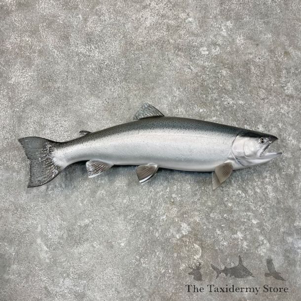 Coho Salmon Fish Mount For Sale #27555 @ The Taxidermy Store