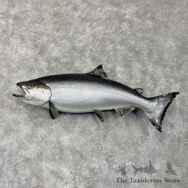 Coho Salmon Fish Mount For Sale #28569 @ The Taxidermy Store