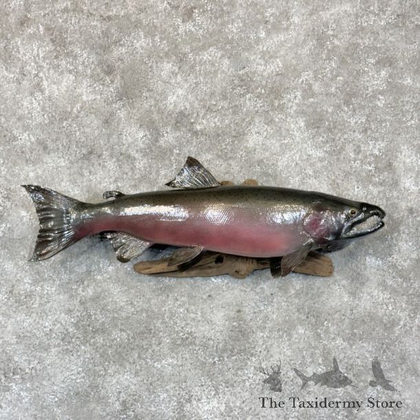 Coho Salmon Fish Mount For Sale #28774 @ The Taxidermy Store