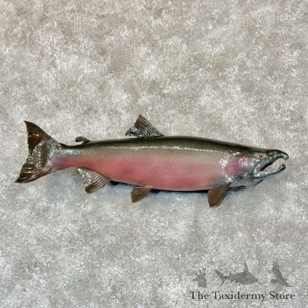 Coho Salmon Fish Mount For Sale #28774 @ The Taxidermy Store