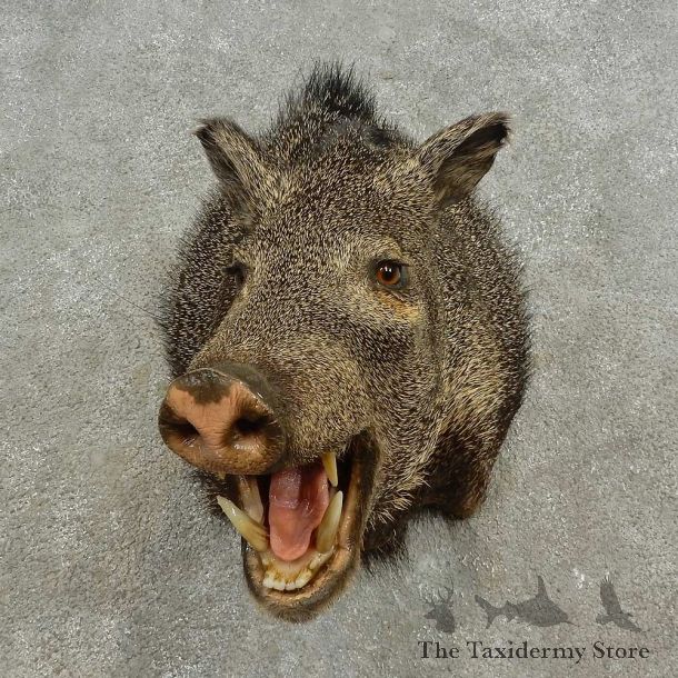 Peccary Shoulder Mount For Sale #16668 @ The Taxidermy Store