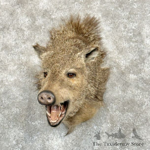 Peccary Taxidermy Mount For Sale #17925 @ The Taxidermy Store
