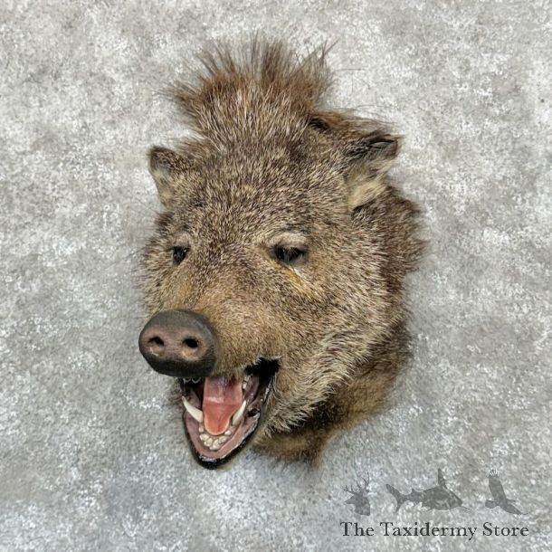 Peccary Shoulder Mount For Sale #26829 @ The Taxidermy Store