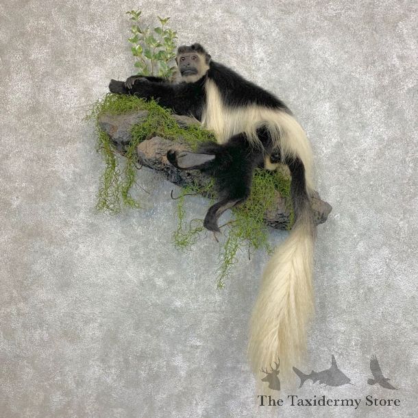 Colobus Monkey Life-Size Mount For Sale #21956 @ The Taxidermy Store