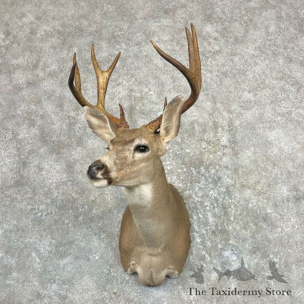 Columbian Black-tailed Deer Shoulder Mount For Sale #20835 @ The Taxidermy Store
