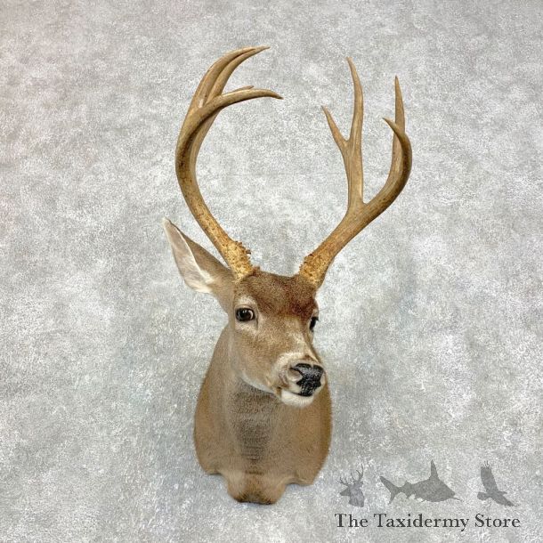 Columbian Black-tailed Deer Shoulder Mount For Sale #21719 @ The Taxidermy Store