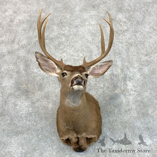 Columbian Black-tailed Deer Shoulder Mount For Sale #22795 @ The Taxidermy Store