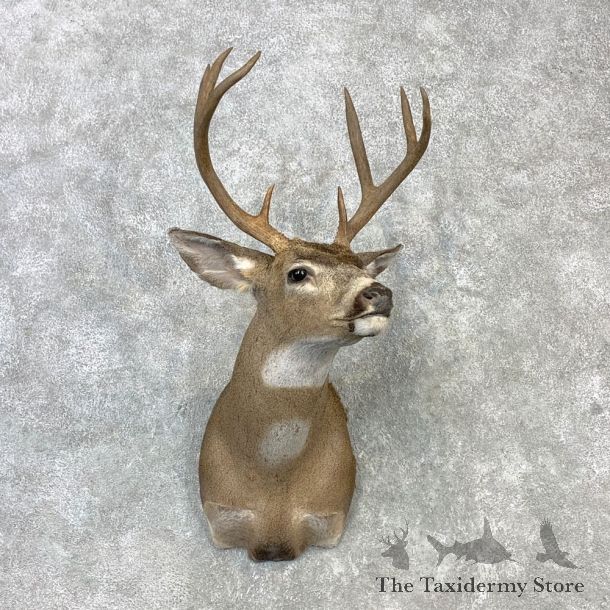 Columbian Black-tailed Deer Shoulder Mount For Sale #23111 @ The Taxidermy Store