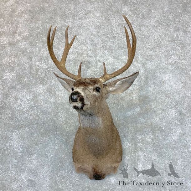 Columbian Black-tailed Deer Shoulder Mount For Sale #23511 @ The Taxidermy Store