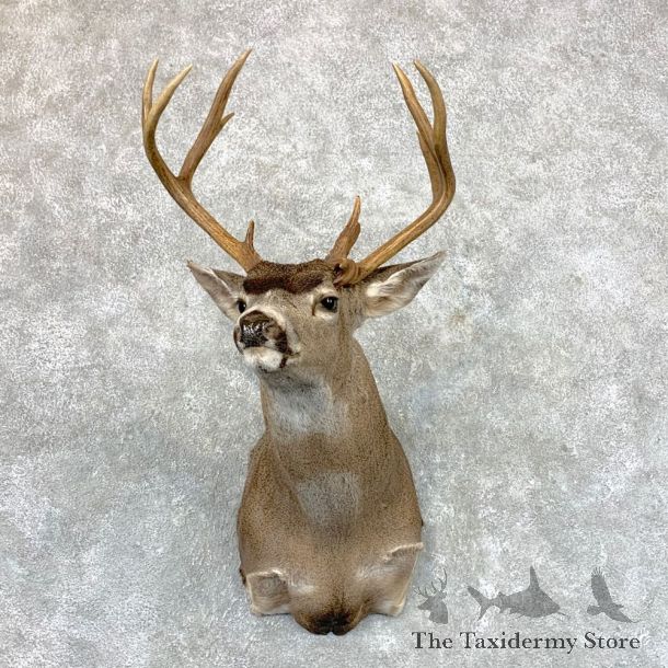 Columbian Black-tailed Deer Shoulder Mount For Sale #23529 @ The Taxidermy Store