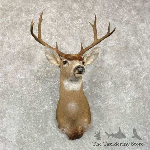 Columbian Black-tailed Deer Shoulder Mount For Sale #24956 @ The Taxidermy Store