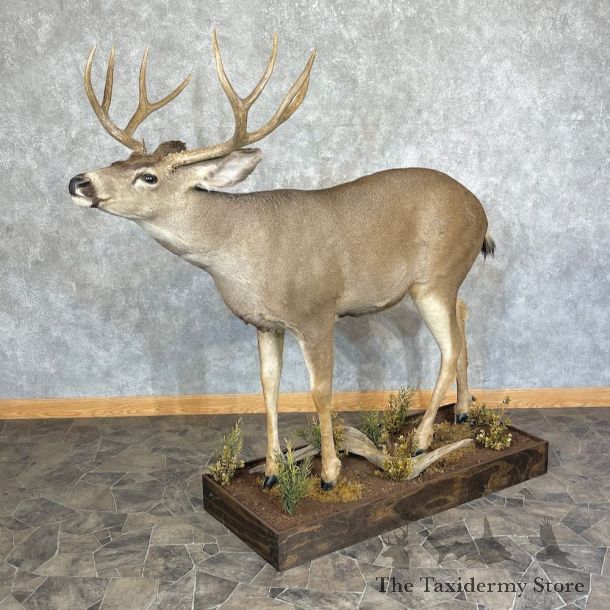 Mule Deer Life-Size Mount For Sale #25369 For Sale @ The Taxidermy Store