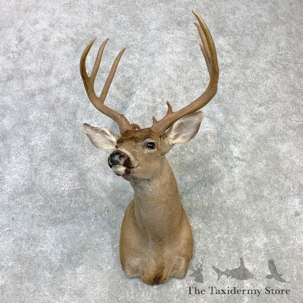 Columbian Blacktail Deer Shoulder Mount For Sale #23106 For Sale @ The Taxidermy Store