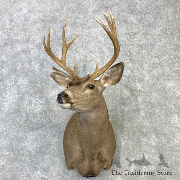 Columbian Blacktail Deer Shoulder Mount For Sale #23113 For Sale @ The Taxidermy Store