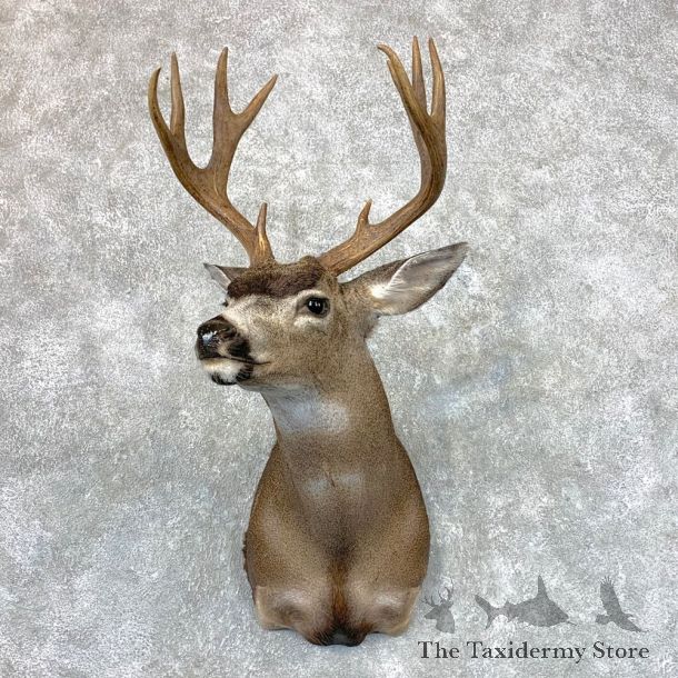 Columbian Blacktail Deer Shoulder Mount For Sale #23504 For Sale @ The Taxidermy Store