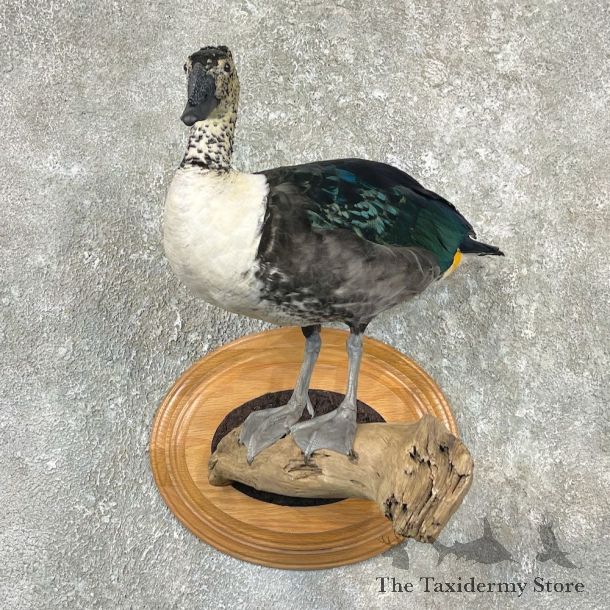Comb Duck Bird Mount For Sale #26056 @ The Taxidermy Store