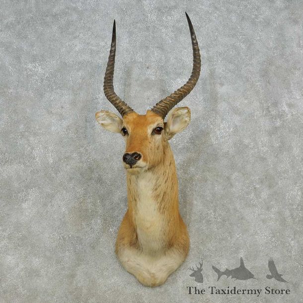 Common Lechwe Shoulder Mount For Sale #14564 @ The Taxidermy Store