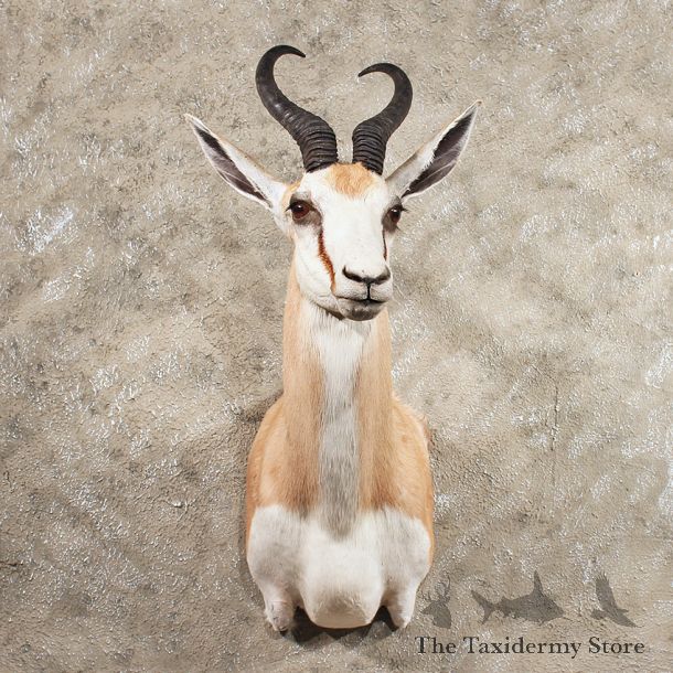 African Springbok Shoulder Mount #11411 - For Sale - The Taxidermy Store