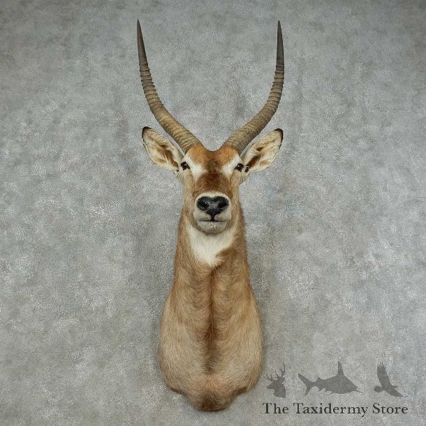 Common Waterbuck Shoulder Mount For Sale #16718 @ The Taxidermy Store