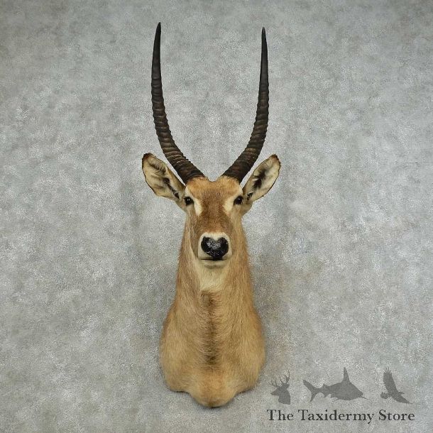 Common Waterbuck Shoulder Mount For Sale #16782 @ The Taxidermy Store