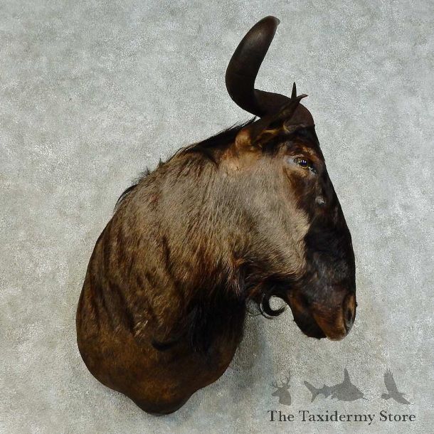 Blue Wildebeest Shoulder Mount For Sale #16389 @ The Taxidermy Store